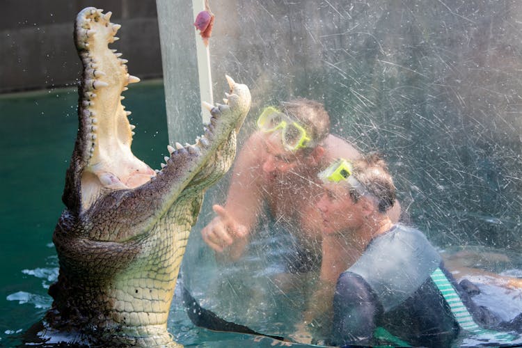 Larkham, Harrison take croc plunge in Darwin